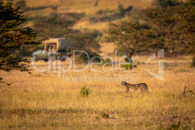 Cheetah stands in savannah near safari truck