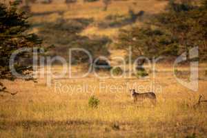 Cheetah stands in savannah surrounded by trees