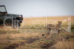 Cheetah stands in savannah with truck behind