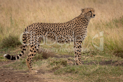 Cheetah stands in short grass turning head