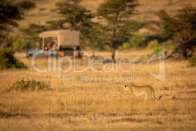 Cheetah stands looking at truck in savannah