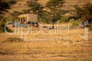Cheetah stands looking at truck in savannah