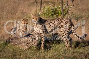 Cheetah stands on dead log beside mother
