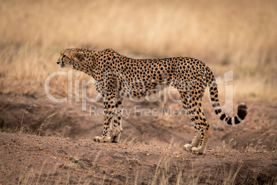 Cheetah stands on dirt mound looking left