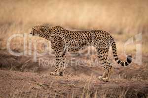 Cheetah stands on dirt mound looking left