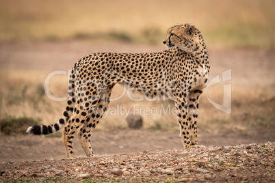 Cheetah stands on dirt track looking back