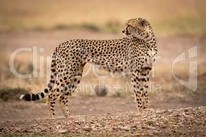 Cheetah stands on dirt track looking back