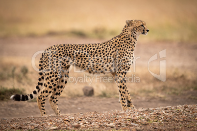 Cheetah stands on dirt track in profile