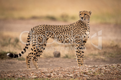 Cheetah stands on dirt track turning head