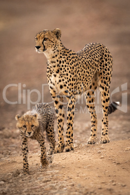 Cheetah stands on dirt track with cub