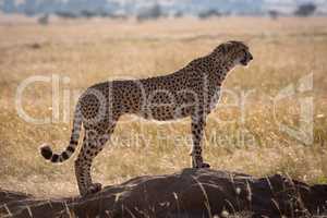 Cheetah stands on termite mound in profile