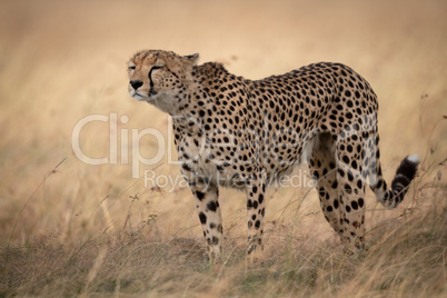 Cheetah stands sniffing wind in long grass