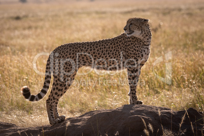 Cheetah stands on termite mound looking back