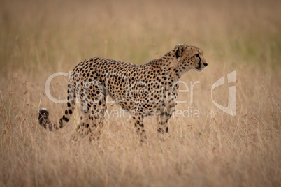 Cheetah stands staring right in long grass