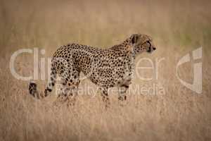 Cheetah stands staring right in long grass