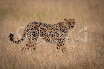 Cheetah stands turning head in long grass