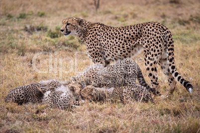 Cheetah stands watching cubs eat Thomson gazelle