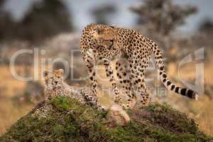 Cheetah stands with cub looking down mound