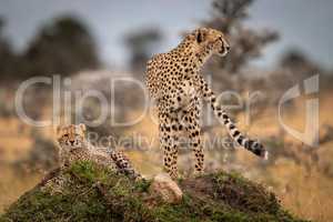 Cheetah stands with cub on grassy mound