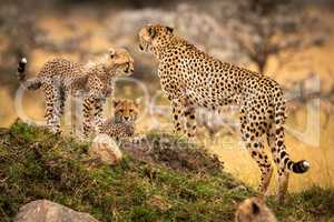 Cheetah stands with two cubs on mound