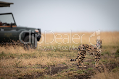 Cheetah stands yawning near truck in savannah