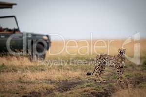 Cheetah stands yawning near truck in savannah