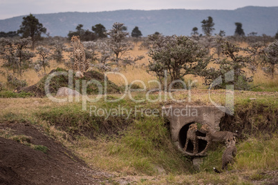 Cheetah stares as cubs play in pipe