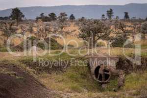 Cheetah stares as cubs play in pipe