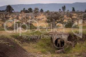 Cheetah stares as cubs play near pipe