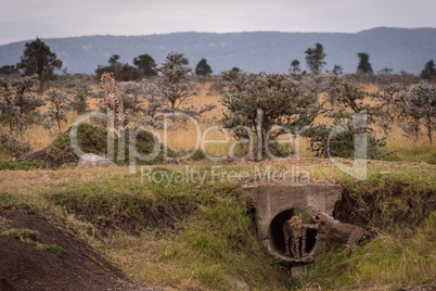 Cheetah stares while cubs play in pipe