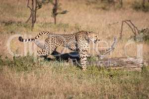 Cheetah stretches in grass beside dead log