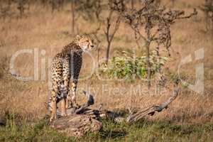 Cheetah turns head standing on dead log