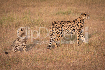 Cheetah walking away from cub looking back