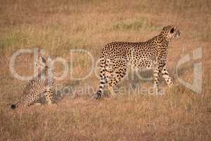 Cheetah walking away from cub looking back