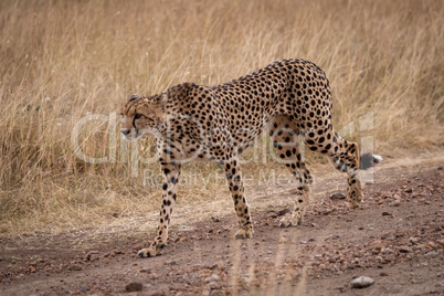 Cheetah walking down  dirt track in savannah
