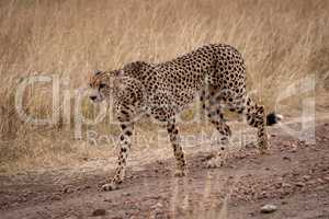Cheetah walking down  dirt track in savannah