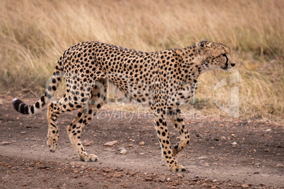 Cheetah walking down dirt track lifting paw