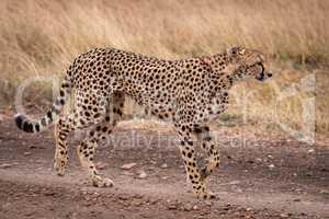 Cheetah walking down dirt track lifting paw