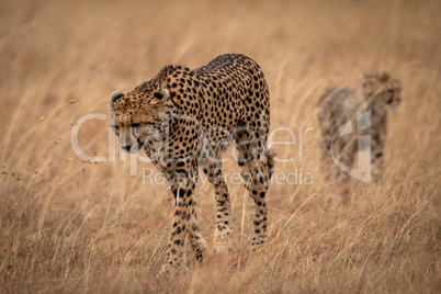 Cheetah walking in long grass with cub