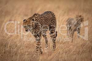 Cheetah walking in long grass with cub