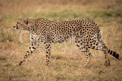 Cheetah walking on grass looking straight ahead