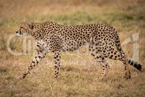 Cheetah walking on grass looking straight ahead