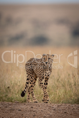 Cheetah walking on track in long grass