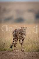Cheetah walking on track in long grass