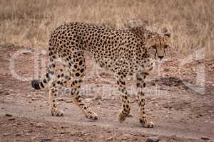 Cheetah walking on rocky track in savannah