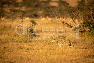 Cheetah walking through grass with impala behind