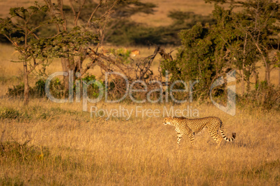 Cheetah walking through long grass by trees