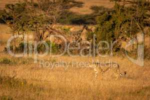 Cheetah walking through long grass by trees