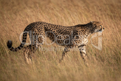 Cheetah walking through long grass in profile