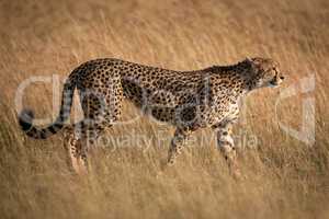 Cheetah walking through long grass in profile